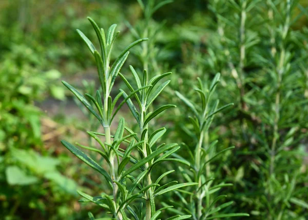 Verse Rosemary Herb groeien buiten. Verse biologische smaakstof Rosema — Stockfoto