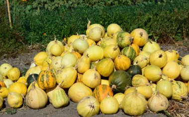 Balkabağı tarlası, büyük bir yığın soluk sarı, turuncu ve yeşil balkabağı Sonbaharda bir sebze bahçesinden yetiştirildi ve hasat edildi. 
