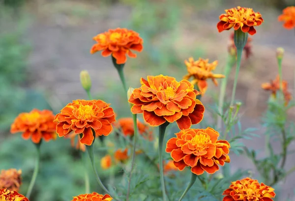 Close Sobre Tagetes Florescendo Flores Calêndula Cor Laranja Com Destaques — Fotografia de Stock