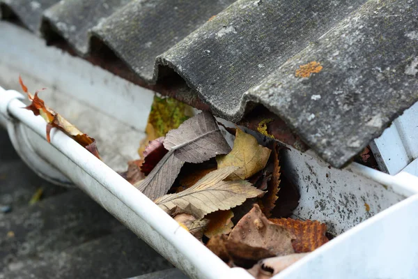 A close-up on a clogged rain gutter by fallen leaves, dirt, lichen and moss from asbestos roof what could prevent water from draining and damage the roof and exterior wall.