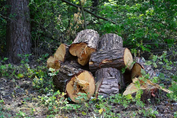 Uma Pilha Pedaços Madeira Troncos Árvores Serrados Floresta Carvalho Cortado — Fotografia de Stock