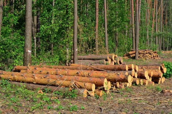 Piles of pine logs cut down in a forest, logging area as the evidence of deforestation, forest harvesting, clearing of the wood. — Stock Image Piles Pine Logs Cut Forest Logging Area Evidence Deforestation Forest Stock Photo