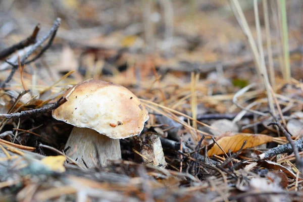 Close Boletus Edulis Cep Penny Bun Cogumelo Boletus Comestível Chão — Fotografia de Stock