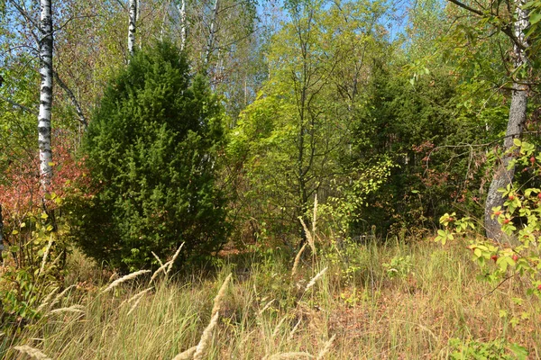 Een Prachtig Wild Landschap Van Herfst Gemengd Naaldbos Met Veel — Stockfoto