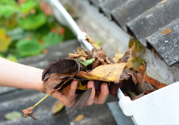 A close-up on cleaning the clogged roof gutters by hand from dry fallen leaves in autumn.