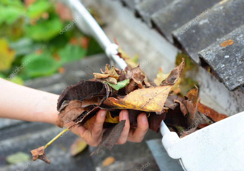 A close-up on cleaning the clogged roof gutters by hand from dry fallen leaves in autumn. 