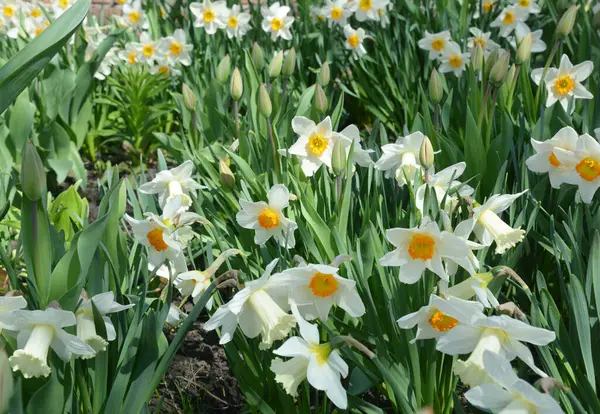 Hermosas Flores Narcisas Narcisos Blancos Amarillos Están Floreciendo Macizo Flores — Foto de Stock