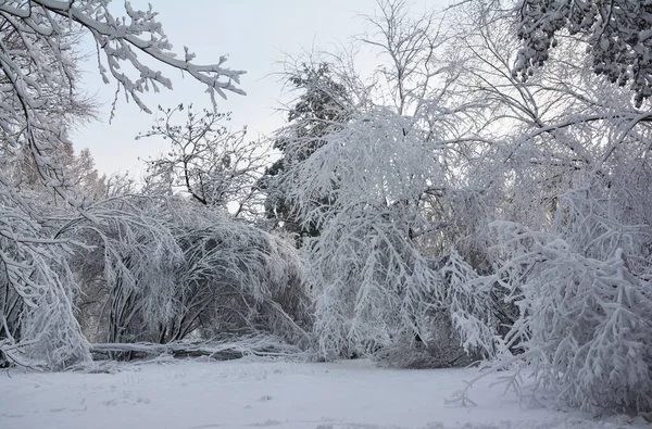 Bellissimo Paesaggio Bianco Invernale Inverno Nevoso Una Foresta Decidua Con — Foto Stock