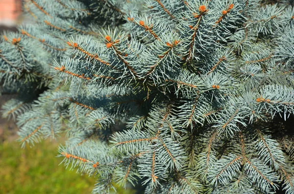 Egy Közeli Kép Egy Egészséges Coloradói Kék Lucfenyőről Örökzöld Tűlevelű — Stock Fotó