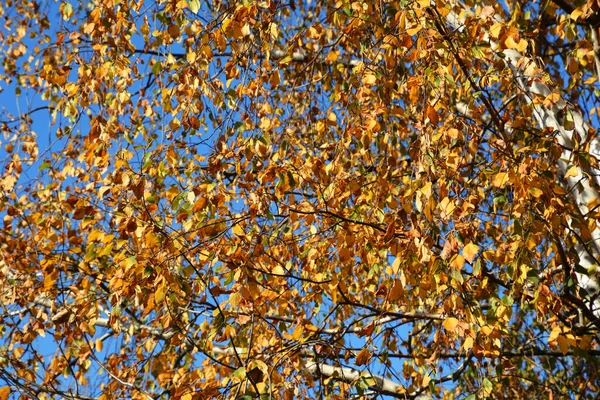 Golden leaves on the branches of an autumn birch tree against blue sky. Golden autumn leaves background.