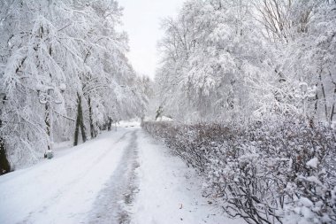Kamu parkının güzel bir kış manzarası. Karlı yürüyüş yolu, yüksek ağaçlar, çalılar ve beyaz tüylü karla kaplı fenerler arasında uzanan yürüyüş yolu bir parkın uzak ucunda kayboluyor..