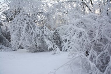Karlı kış ormanı manzarası. Kış ormanlarında, ormanlarda karla kaplı ağaçlar..