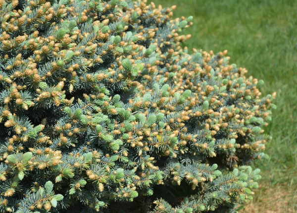Zbliżenie Karłowatym Błękitnym Świerku Picea Pungens Nana Picea Pungens Globosa — Zdjęcie stockowe