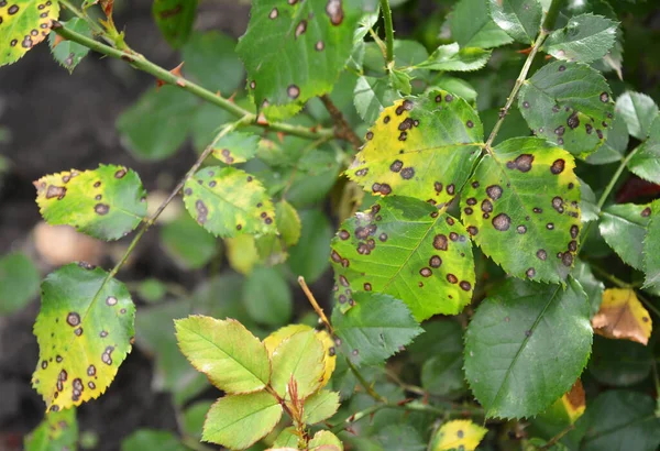 Primer Plano Una Enfermedad Micótica Rosa Mancha Negra Con Las — Foto de Stock