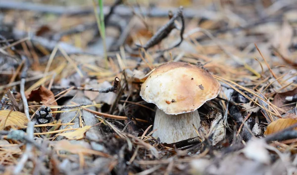 Крупним Планом Найбільш Затребуваний Їстівний Гурман Гриб Boletus Edulis Король — стокове фото