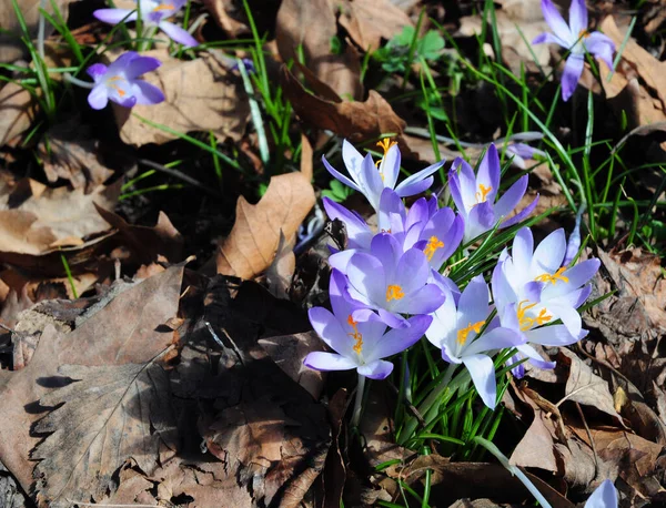 Wiosenne Piękno Kwiatu Rosnący Śnieg Krokus Lawendy Niebieskie Kwiaty Kwitnące — Zdjęcie stockowe
