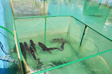 Akvaryumlarda balık yetiştiriciliği, balık, ot sazan, Ctenopharyngodon idella besin olarak satıldığında bir çeşit ağ kafesi. Balık yetiştiriciliği endüstrisi. 