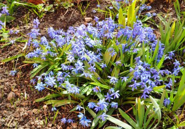 İlk bahar çiçekleri, gökyüzü mavisi siberika çiçek tarlasında çiçek açıyor, bahçe. Scilla Garden bitkilerinin ilkbahar güzelliği.