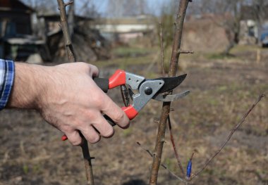 Bir bahçıvan baharda meyve bahçesindeki keskin budama makasıyla genç bir meyve ağacının dallarını kesiyor..