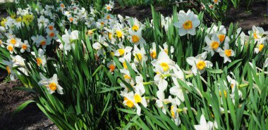 Büyük bir grup güzel beyaz ve sarı nergis çiçekleri, narsis çiçekleri baharda düşük bakımlı bir çiçek tarlasında bol bol çiçek açıyor.. 