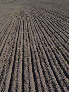 Pürüzlü toprak, sürülen siyah toprak arka plan, doku. Uzun çizgileri olan ekilmiş bir tarım tarlası.. 