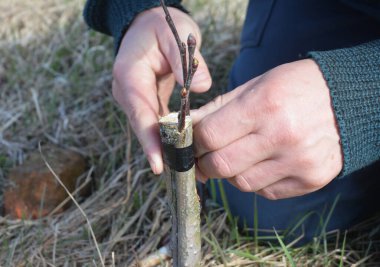 Bahçecilik, meyve ağacı kabuğu ve yarık nakli. Bir bahçıvan, köke iki Scion takarak ve lastik bant kullanarak greftleri güvence altına alarak bir elma ağacı naklediyor.. 