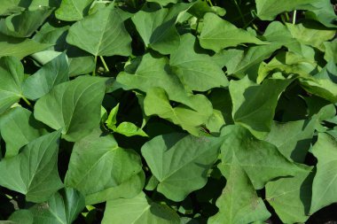 Sweet potato growing: A close-up of Ipomoea Batatas, sweet potato green leaves and vines.  clipart