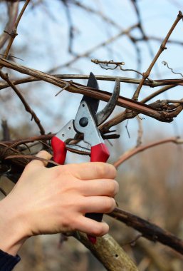 Üzüm asması budama ve bakım: Bir bahçıvan, baharın başlarında ölü ve hasarlı bir üzüm asma kamışı ve ahşabı buduyor, kesiyor ve çıkarıyor.  