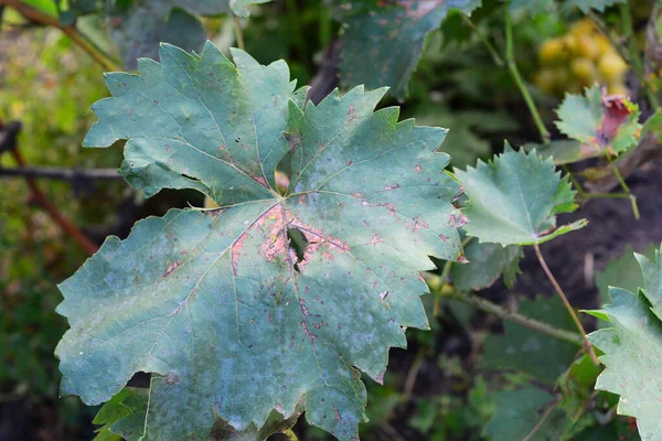 Primo Piano Una Vite Foglie Con Macchie Marroni Infettate Malattia — Foto Stock