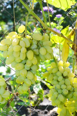 Büyüyen masa üzümü: Olgun Plevne masa dedikodularından oluşan büyük kümelere yakın çekim. Üzüm bağında büyük yeşil üzüm kümeleri. 