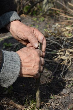 Tecrübeli bir bahçıvan, soyutlayıcı bir bant kullanarak armut ağacını köklere bağlıyor.. 