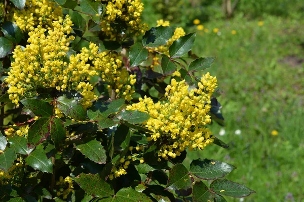 Mahonia Aquifolium Oregon Graphone Mahonia Holly Leaved Berberberry Цветущие Саду — стоковое фото