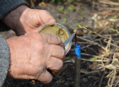 Üreyen meyve ağaçları: Bir bahçıvan bir meyve ağacını naklediyor, bir bant ile kökleri sarıyor ve bir çocuğu gref balmumuyla mühürlüyor. 
