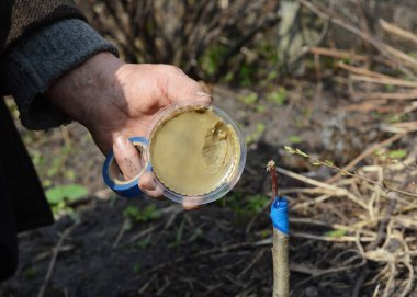 Grafting araçları: Bahçıvan, bahar aylarında kesilmiş kenarlar, bant ve bıçağı kapatmak için grev balmumu kullanarak bir meyve ağacını aşılıyor. 