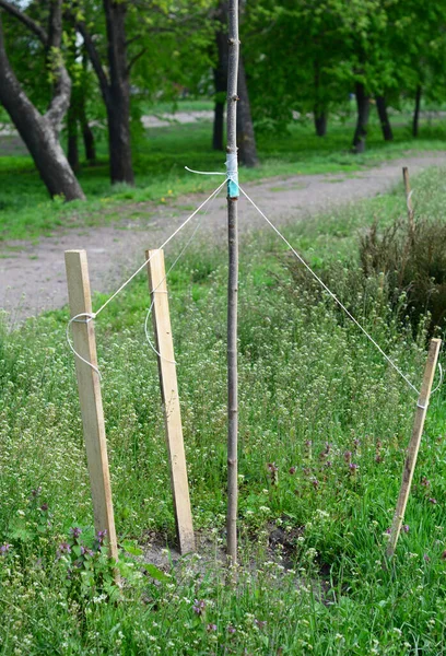 Apanhar Uma Árvore Recém Plantada Árvore Áreas Ventosas Apoiando Tronco — Fotografia de Stock