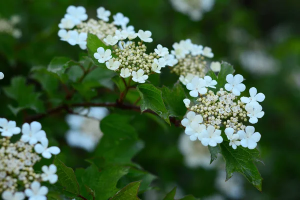 Viburnum Trilobum Canneberge Corymbe Fleur Blanche Printemps Gros Plan Sur — Photo