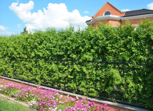 Ein Schmiedeeiserner Gusseiserner Zaun Mit Einem Dicken Smaragdgrünen Thuja Arborvitae — Stockfoto