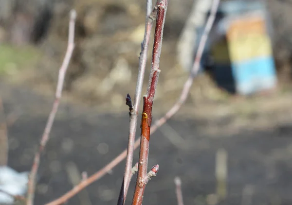 Grafting Fruit Tree Orchard Connecting Scion Rootstock Apple Tree — Stock Photo, Image