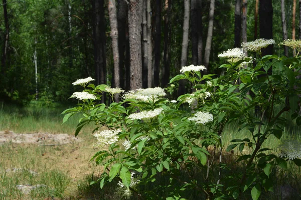 Close Sambucus Florescendo Planta Sabugueiro Comum Com Cachos Flor Branca — Fotografia de Stock