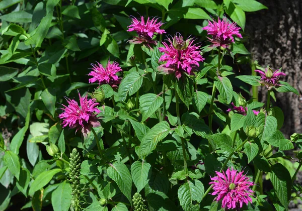 Close Didyma Monarda Florescente Beebalm Carmesim Monarda Escarlate Canteiro Flores — Fotografia de Stock