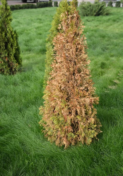 Arborvitae Thujaケア および疾患治療 常緑のArborvitae Thujaの木は茶色に変わり 死にかけています — ストック写真