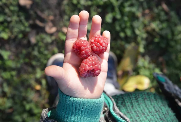 Frambozen Voor Kinderen Gezond Eten Frambozen Kind Recepten Een Kind — Stockfoto