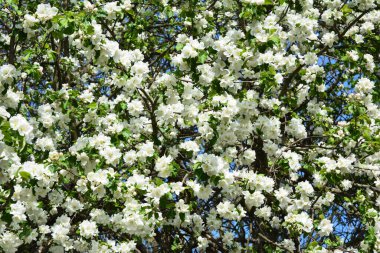 Beyaz elma ağacı çiçekli arka plan. Bahar güzeli: Beyaz güzel çiçekli çiçek açan bir elma ağacı. 