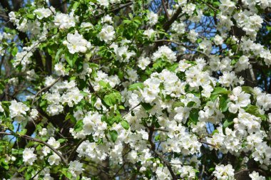 Arkaplan açan elma ağacı. Baharda bir elma ağacının beyaz ve pembe çiçekleri. Yumuşak çiçekli bir elma ağacı.