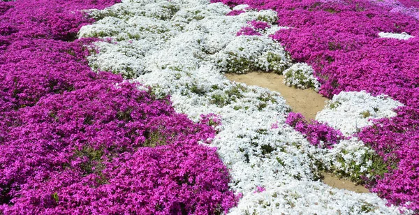 Mooie Roze Witte Phlox Subulata Kruipende Phlox Lente Bloemen Bloeien — Stockfoto