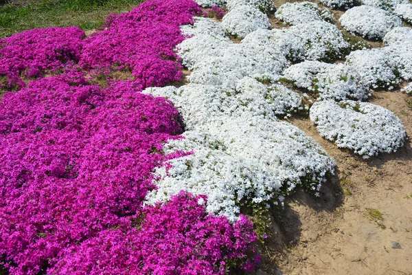 Close Creeping Phlox Flowers Garden Blooming Phlox Subulata Covering Ground — Stock Photo, Image