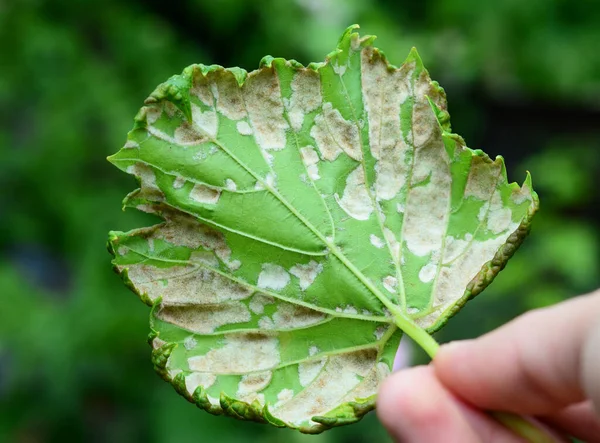 Een Close Van Een Wijnstok Geïnfecteerd Door Donzige Meeldauw Druivenziekte — Stockfoto