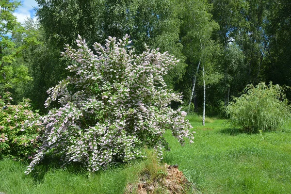 Een Sierlijke Struik Van Deutzia Met Roze Tedere Bloemen Landschapsontwerp — Stockfoto