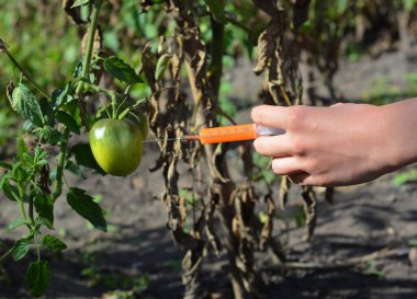 Domates bitkisi mantar hastalığı tedavisi konsepti. Enfekte olmuş bir domatese kimyasal enjekte etmek. GDO, transgenik domates konsepti.