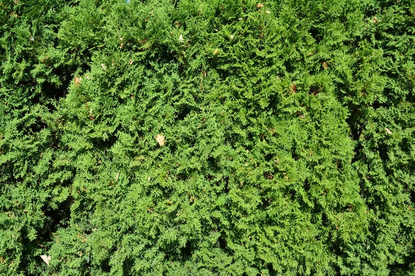 Immergrüner Baum Thuja Hintergrund Ein Gesunder Baum Mit Üppigem Dichtem — Stockfoto